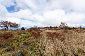 Fototapeta premium 戦場ヶ原 長野 山梨 北海道 美瑛 高山 新潟 美しい 日本 男女 徒歩 