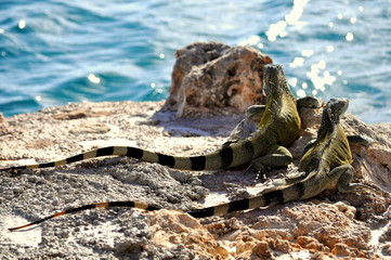 Iguana