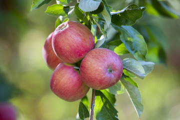 Amasya apples and apples 