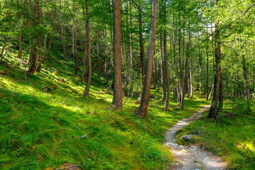 Beautiful forest at sunset with green grass and pine trees - Italian Alps Cogne Aosta Valley Grand Paradis National Park