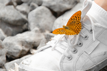 Farfalla sulla scarpa