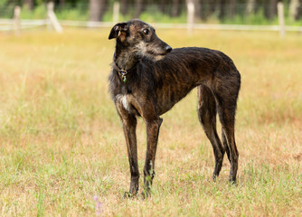 Spanish galgo, greyhound, close up