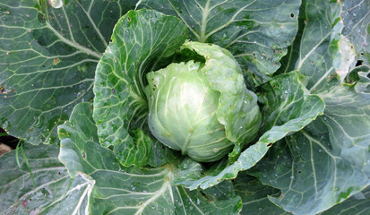 Cabbage on a garden bed