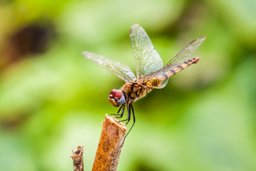 Dragonfly sitting on a stick