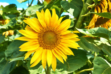 Close-up view of a sunflower flower between green leaves in a field, on a sunny day