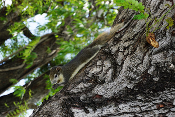 Squirrel clinging to a tree