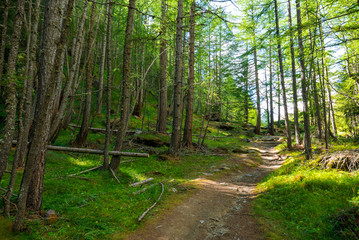 Beautiful forest at sunset with green grass and pine trees - Italian Alps Cogne Aosta Valley Grand Paradis National Park