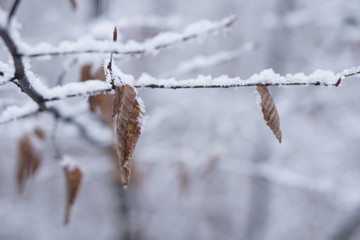 Laub im Schnee