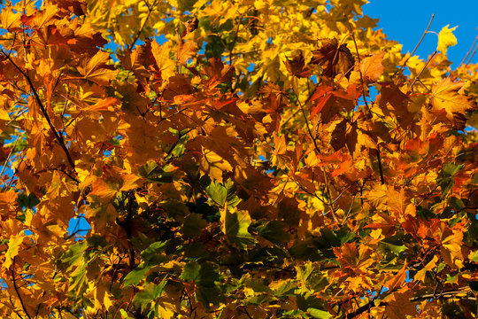 Beautiful autumn maple with big yellow, orange and green leaves &ndash; magnified details of a tree on a background of clear blue sky on a Sunny day