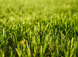 green grass background