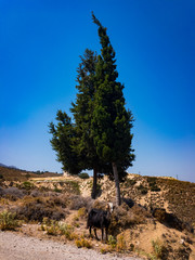 Ziege vor Nadelbaum am Berg