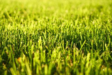 Fototapeta premium green grass