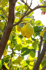ripe quince hanging in the tree autumn abundance concept