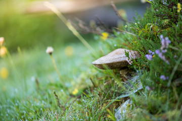 Pilze auf der Almweise, Wanderu