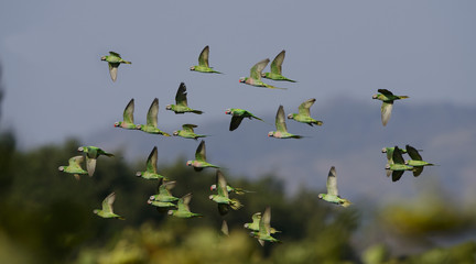 Red-breasted parakeet flying on blue sky