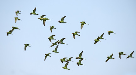 Red-breasted parakeet flying on blue sky
