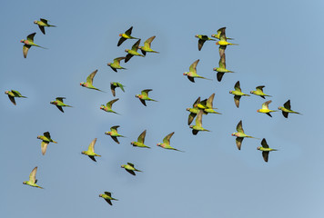 Red-breasted parakeet flying on blue sky