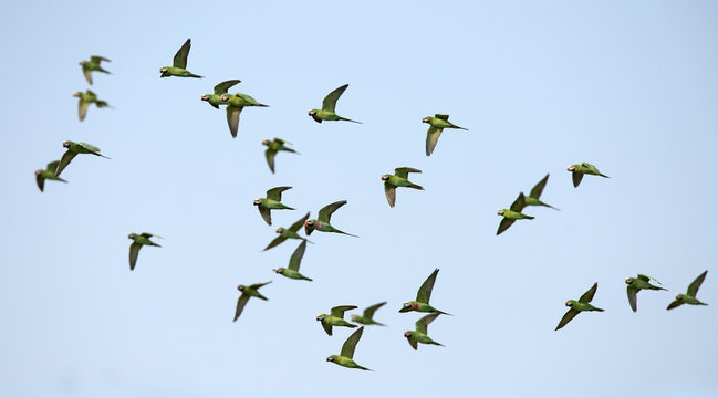 Red-breasted Parakeet Flying On Blue Sky