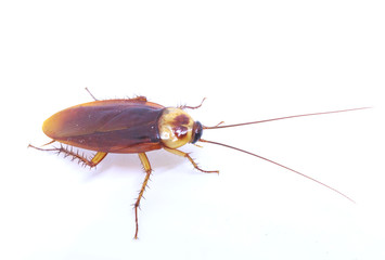 Cockroach isolated on a white background