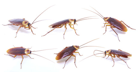 Collection Cockroach isolated on a white background