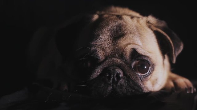 Portrait of a cute pug dog in the dark