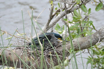 Mangrovenreiher beim Brüten Krügerpark Südafrika