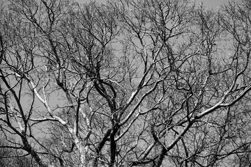 tree branches black and white