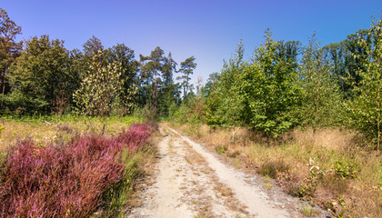 Blossom of heather flowers along a sand road in the forest of the Kempen, Belgium.