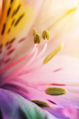 Beautiful сolorful flowers alstroemeria macro shot. Shallow focus. Abstract flower background. - obrazy, fototapety, plakaty