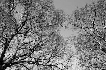 tree branches black and white