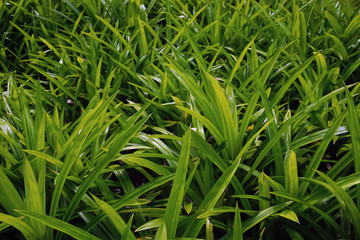 pandan leaf background