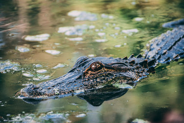Alligator