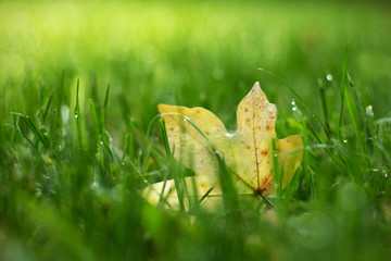 Colorful red autumn leaves of oak and maple on the background.