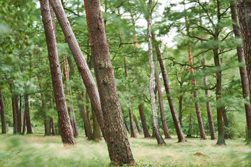 Clearing of a forest shot with long exposure on a stormy day, making everything blurry except the trunks and creating a dreamy atmosphere