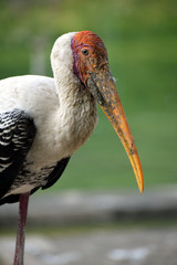 portrait of a stork clicked in the Lucknow Zoo