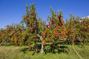 Fototapeta na wymiar Amasya apples and apples 