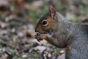 Naklejka na ściany i meble squirrel eating nut close up
