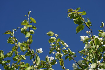 A blooming apple tree 