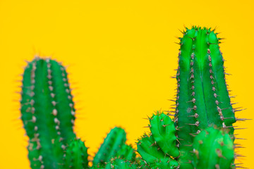 closeup green Cactus on yellow  background . Fashion pattern. Art Gallery Minimal.