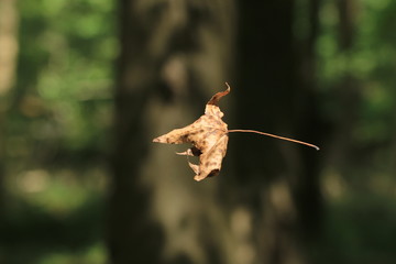 Flying Leaf at Tory Hole Park in Elizabethtown, NC © Annette