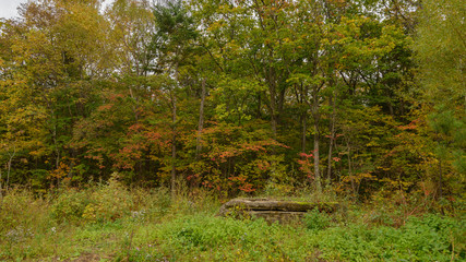 Fototapeta premium In autumn forest at cloudy day.