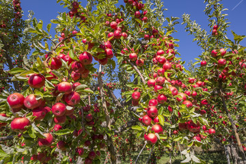 Amasya apples and apples 