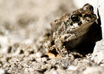 Little frog with big eyes