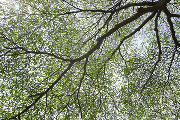 Green leaves and sun in spring