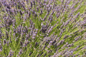 Lavendel im Detail