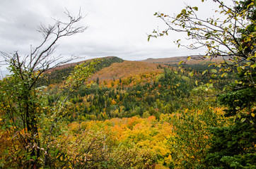 autumn landscape with trees minnesota