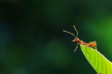 Ant action standing.Ant bridge unity team,Concept team work together