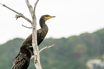 Great Cormorant birds sit in tree branches at Byron Bay along the far north coast of New South Wales, Australia.
