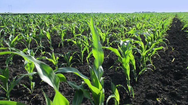 Cultivated corn crop field