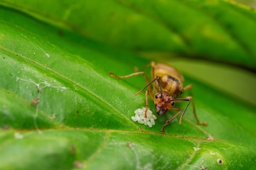 Ant are Hatching egg 